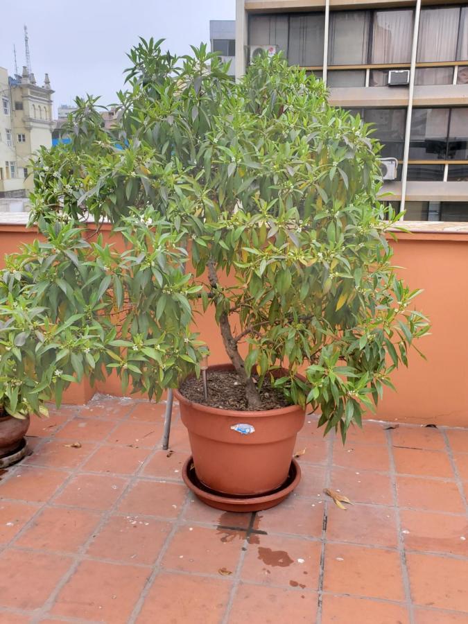 Residencial Waldorf Bed & Breakfast Lima Bagian luar foto